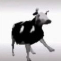波兰牛跳舞表情包v1.0.0