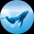 海豚Rootv1.0