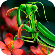 螳螂模拟器免费版v1.0.0